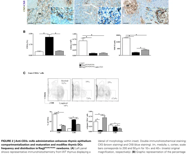 FIGURE 2 | Anti-CD3 ε mAb administration enhances thymic epithelium compartmentalization and maturation and modifies thymic DCs frequency and distribution in Rag2 R229Q/R229Q