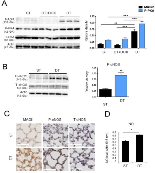 Figure 5. Transgenic expression of MAGI1 in endothelial cells promotes phosphorylation of PKA and  eNOS and stimulates NO production