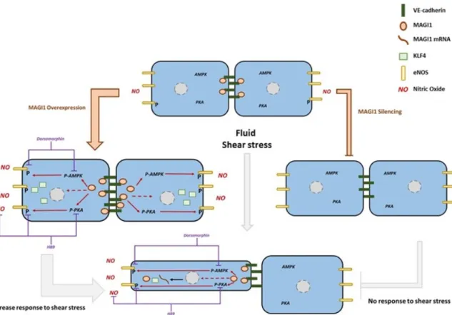 Figure 6. Proposed model. MAGI1 localizes at cell-cell contacts with VE-Cadherin. Shear stress  induces MAGI1 expression, which promotes endothelial cell alignment to flow, KLF4 expression,  Ser 1177 eNOS phosphorylation and NO production