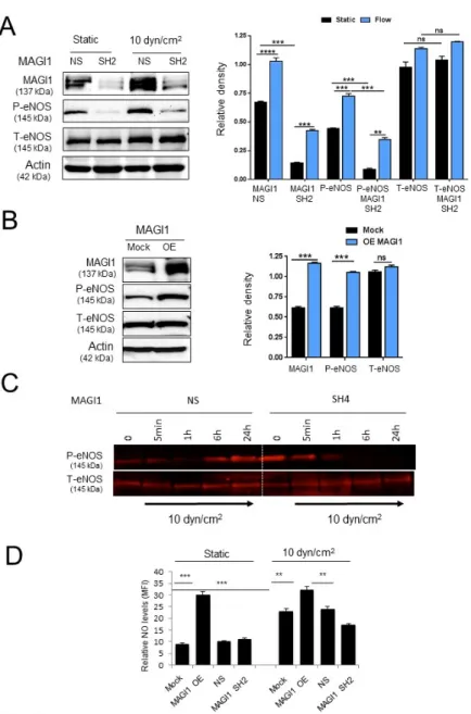 Figure 3. MAGI1 promotes eNOS phosphorylation. (A) Control (NS) and MAGI1-silenced (SH)  HUVEC under static or flow (10 dyn/cm 2 , OS) conditions for 24 h were analysed by Western blotting  for eNOS Ser 1177  phosphorylation, total eNOS and MAGI1