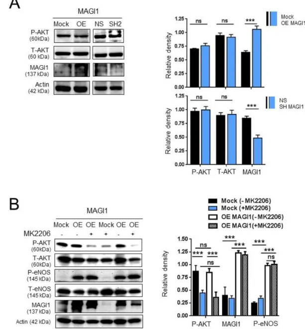 Figure  S2.  AKT  does  not  contribute  to  MAGI1-induced  eNOS  phosphorylation.  (A)  Western  blotting  analysis  of  phosphorylated  AKT  (Ser 473 )  and  total  AKT  in  control  HUVEC (Mock/NS) and HUVEC with silenced (SH2) or overexpressed (OE) MAG