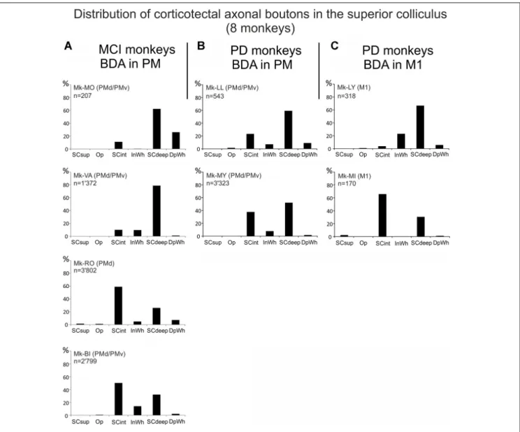 FIGURE 4 | Distributions of the numbers of BDA-labeled corticotectal axonal boutons both en passant and terminaux in the ipsilateral SC, across the different SC layers in each monkey (see “List of Abbreviations”), subjected to cortical lesion of the hand a