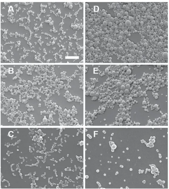 Fig. 2. Scanning electron microscopy images of unloaded (u-NP-C20 (A), u-NP-C8 (B) and u-NP (C)) and R848-loaded NP (R848-NP-C20 (D), R848-NP-C8 (E) and R848-NP (F)) (scale bar = 1 μm).