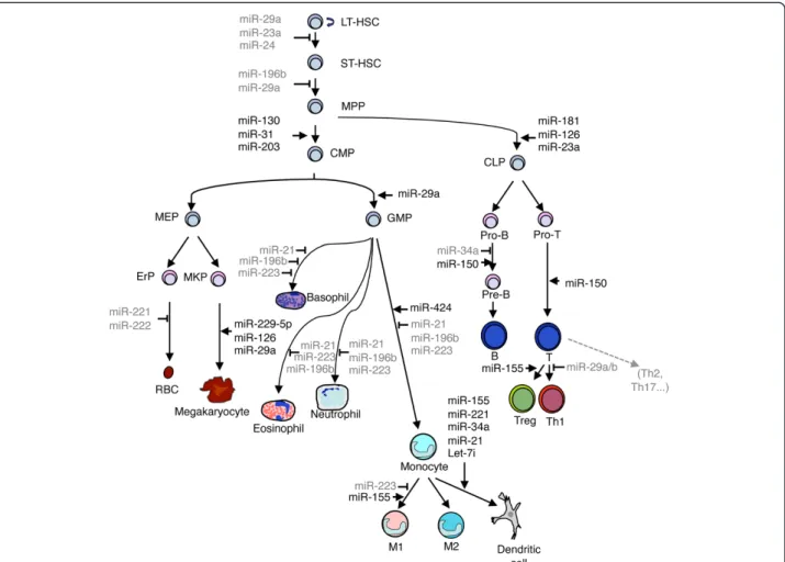 Figure 1 Schematic representation of the hematopoietic system with some of the miRNAs involved in its regulation