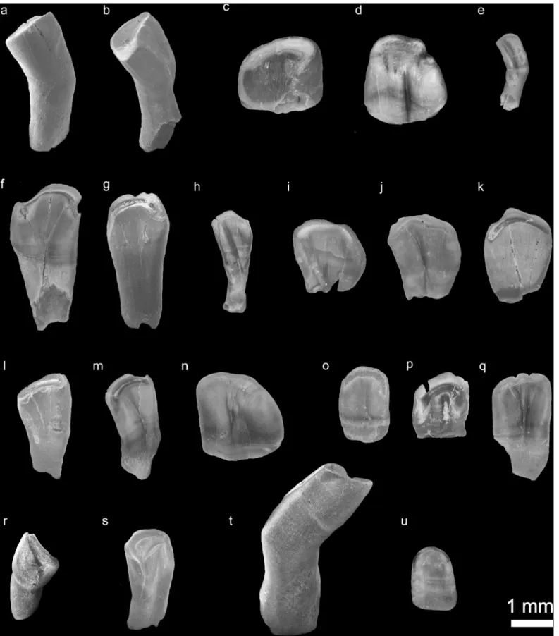 Fig 5. Isolated fossil pharyngeal teeth from the early Pliocene locality C ¸ evırme (Erzurum Province, Tekman district)