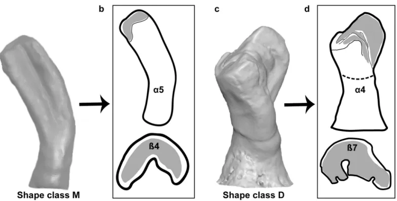 Fig 6. Examples to describe the isolated pharyngeal teeth based on the shape characters and shape classes