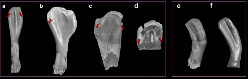 Fig 7. Additional morphological characters (besides the shape characters (αβ) in fossil and extant pharyngeal teeth (not to scale)
