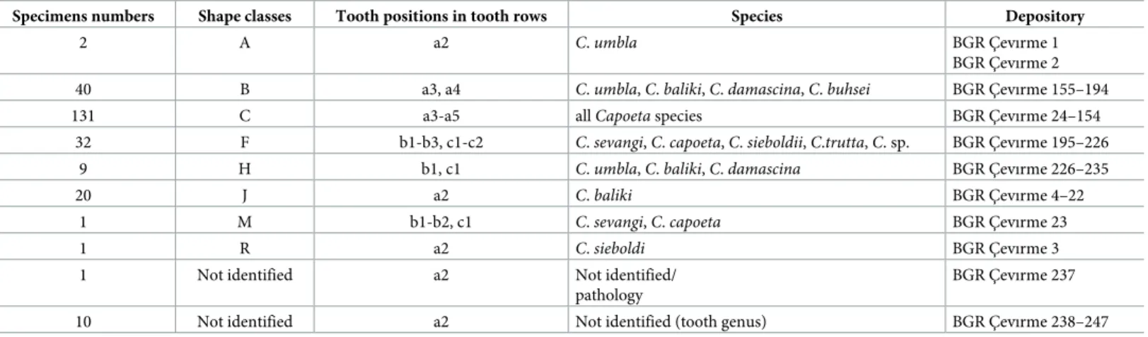 Table 1. Isolated fossil pharyngeal teeth (n = 247) and identified shape classes in the studied fossil material.