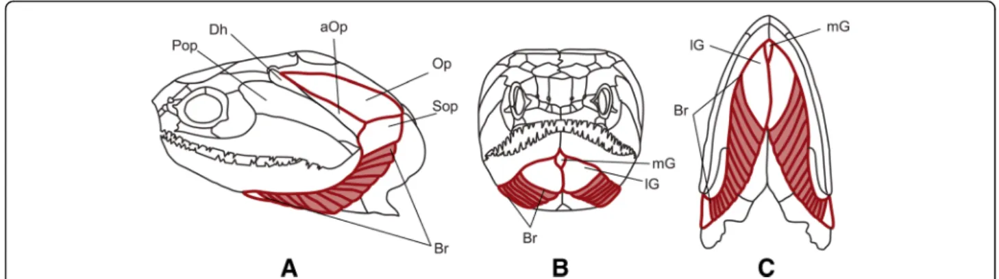 Fig. 1 Skull of the Devonian actinopterygian Cheirolepis trailli † in lateral (a), anterior (b), and ventral (c) view (after [59])