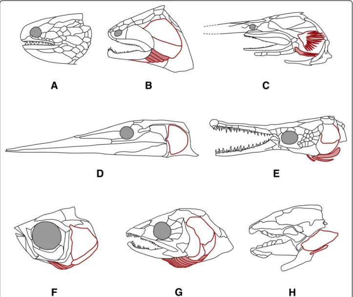 Fig. 2 Diversity of the opercular/branchiostegal series (in red outlines; branchiostegal rays in light red fill) in osteichthyans (skulls in left lateral view); a Dialipina † (Devonian; [60])