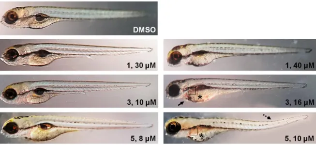 Fig. S9. Toxicity evaluation of silver(I) complexes 1,  3 and 5 in the zebrafish model