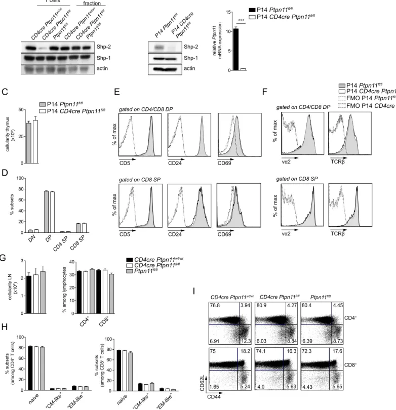 Figure S1. Shp-2 is deleted in T cells and CD4cre Ptpn11 fl/fl  mice show normal T cell selection and peripheral homeostasis 