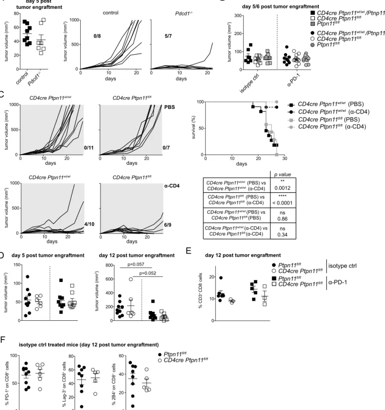 Figure S5. Control of MC38 engraftment in the absence of PD-1 signaling, helper T cells, and Shp2