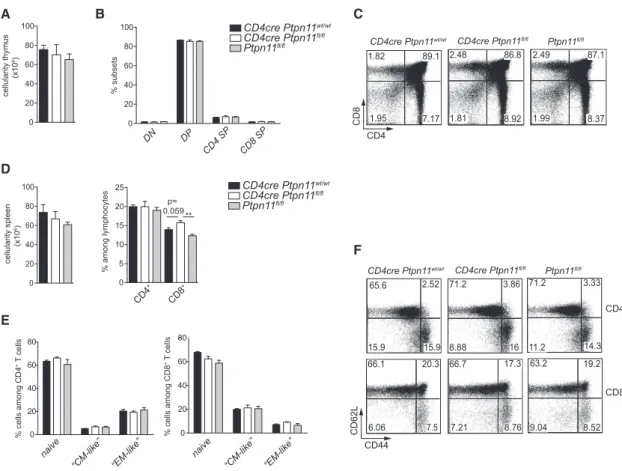 Figure 1. CD4cre Ptpn11 fl/fl Mice Exhibit Normal T Cells