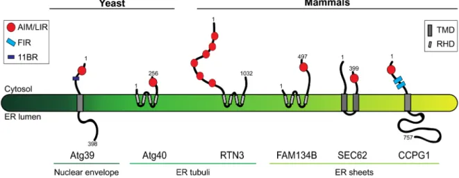 Figure 1. Yeast and mammalian ER-phagy receptors. The figure shows the topology, orientation, and subcompartmental localization of  the two yeast ER-phagy receptors Atg39 and Atg40 and of the four mammalian ER-phagy receptors RTN3, CCPG1, FAM134B, and SEC6