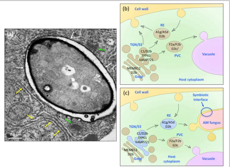 FIGURE 7 | A model for the role of VAPYRIN and the Vapyrin-bodies in AM symbiosis. (a) Transmission electron micrograph of an AM fungal hypha in a colonized petunia root cortex cell