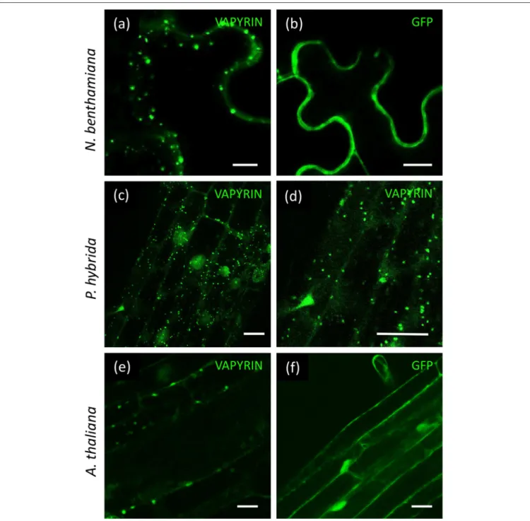 FIGURE 1 | Localization of VAPYRIN-GFP in N. benthamiana, P. hybrida, and A. thaliana
