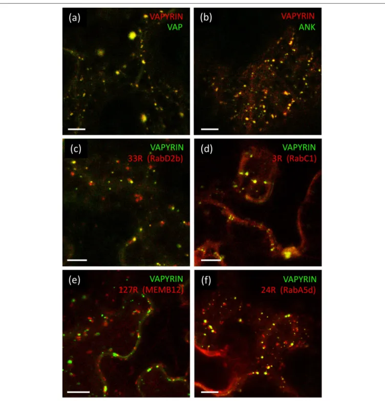 FIGURE 2 | Localization of VAPYRIN protein domains and co-localization with Wave marker proteins