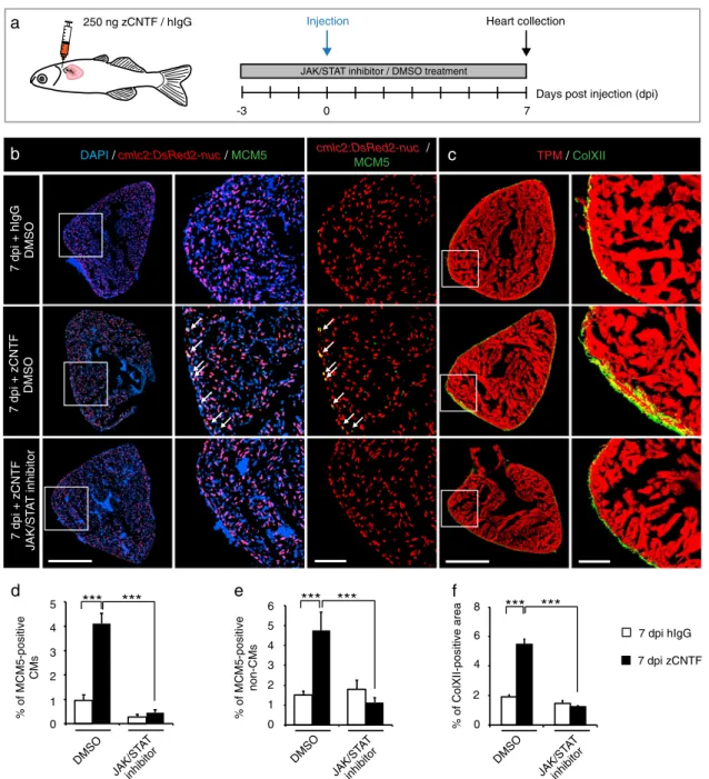 Fig. 2 The cell-cycle entry and the deposition of ColXII after thoracotomy are dependent on the JAK/STAT3 pathway