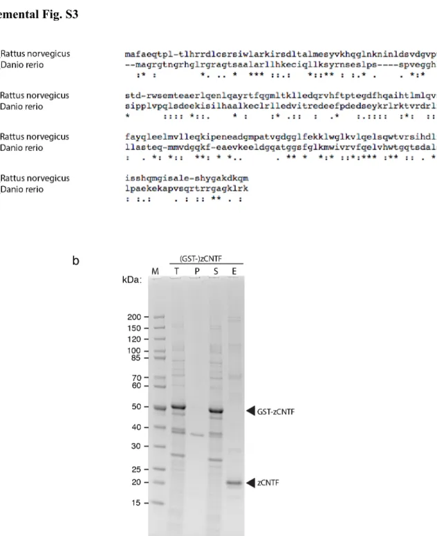 Fig. S3. Expression and purification of recombinant zebrafish CNTF protein. 