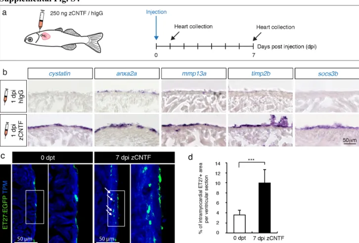 Fig.  S4.  Exogenous  zCNTF  induces  expression  of  preconditioning  genes  and  activates  the  epicardium