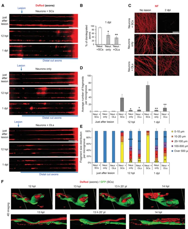 Figure 3. SCs Induce Distal Cut Axons Fragmentation Shortly after Lesion