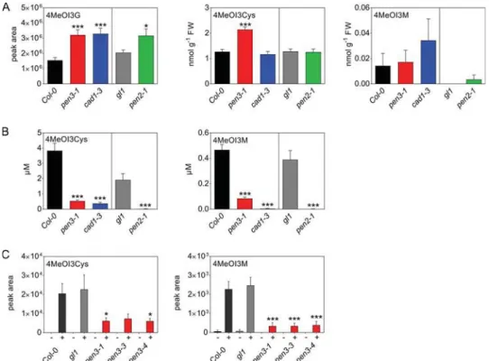 Figure 4. Intracellular and extracellular levels of 4MeOI3G-derived compounds in P. infestans -inoculated Arabidopsis leaves