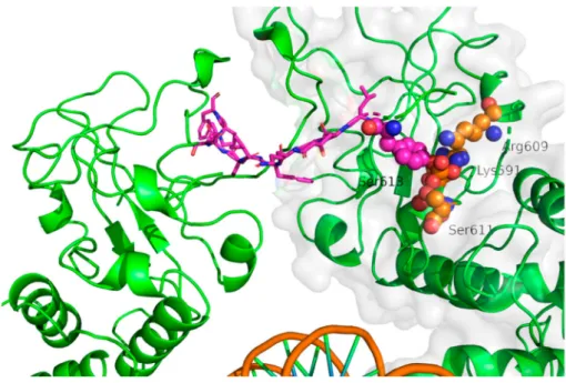 Figure 3. Insight on the Y*LKTKF (represented in sticks, carbon atoms colored in magenta) interaction in a STAT3 dimer (represented as green cartoons, PDB code 1BG1 [21])