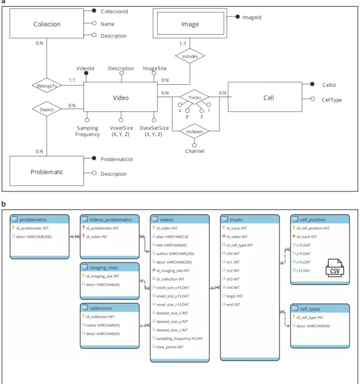 Figure 3. Data organization and formats. Videos, metadata and the position over time of tracked cells are organized as the conceptual Entity-Relationship model described in (a), corresponding to the logical database (optimized version) depicted in (b)