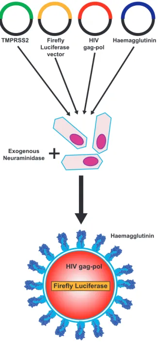 Figure 2. Schematic representation of Group-2 influenza   pseudotype production. Plasmids encoding HIV gag-pol, the   specific HA, TMPRSS2 protease and a Firefly Luciferase   encoding lentiviral vector are transfected into HEK293T/17 cells