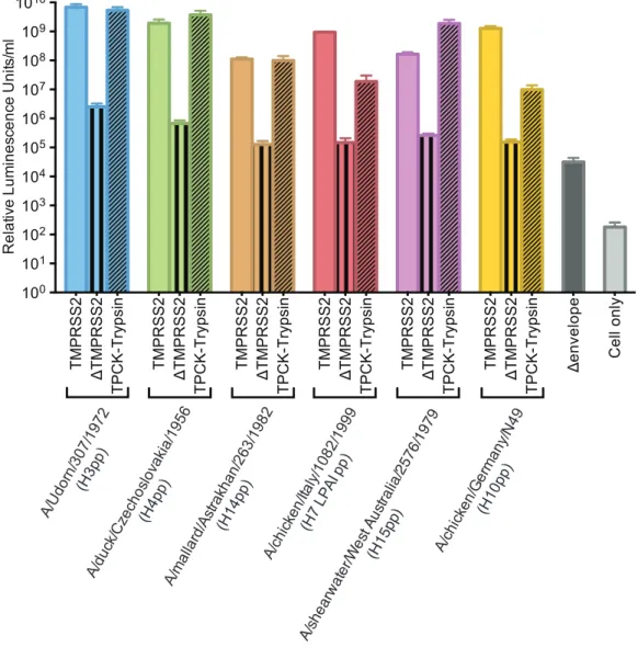 Figure 3. Titres of Group-2 influenza pseudotype particles. Pseudotype transduction titres expressed in Relative Luminescence  Units per ml (±SEM) are shown
