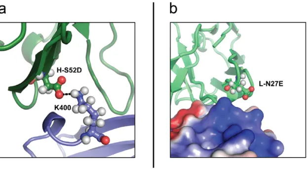 Figure 5. Rational antibody engineering, a structural view. a) H-S52 is close to the positive sidechain of K400 in DenV1