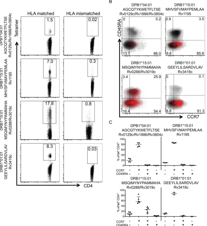 Figure 5. Memory phenotype of MTB-specific CD4 T cells using HLA class II tetramers. (A) HLA class II tetramer stained CD4-purified cells from LTBI donors