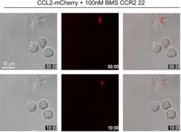 Figure 6. CCL2-mCherry uptake continues after reversal of polarization. Selected frames from time-lapse video microscopy (Movie S7) of migrating human monocytes recorded at 37uC
