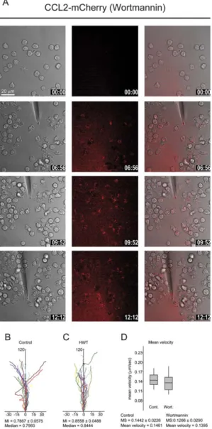 Figure 8. Inhibition of PI 3-kinase does not affect CCL2 uptake and monocyte migration