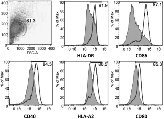 Figure 5. MVA-C induces maturation of human moDCs. Cells were infected with 5 pfu/cell and expression of different membrane surface markers was determined by flow cytometry at 24 h.p.i