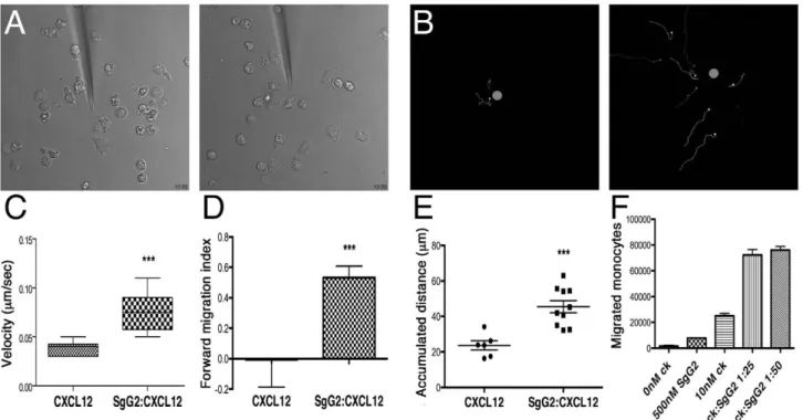 Figure 6. Analysis of SgG2 induced enhancement of chemotaxis by time-lapse video microscopy