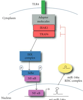 Figure 1: MiR-146a negatively regulates signal transduction path- path-ways leading to NF-κB activation