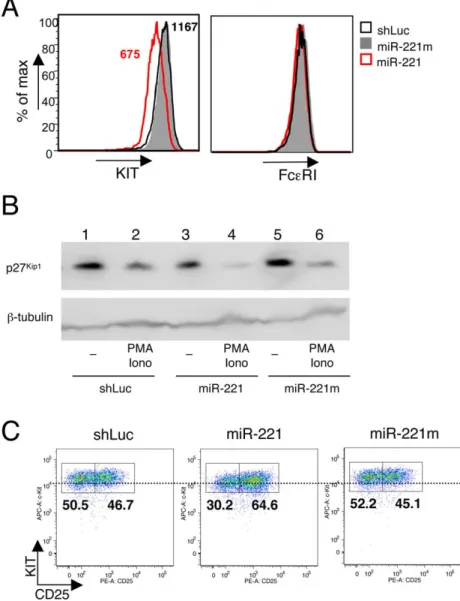 Figure 4. MiR-221 primary and secondary targets are altered also at protein level. A) Differentiated BMMCs were either left untransduced or were transduced with the indicated vectors