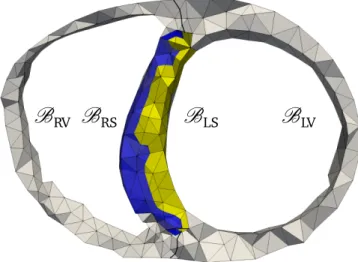 Figure 1.2. Sections of ventricular B RV , B LV and septal B RS , B LS regions in the biventricular meshed geometry.