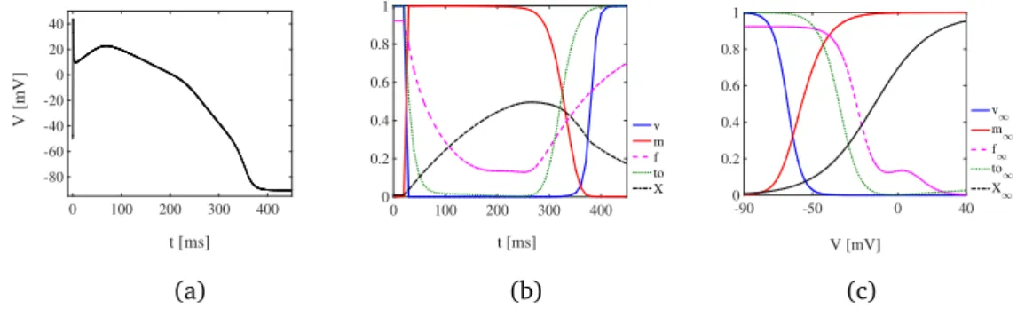 Figure 1.3. Simulated single cell action potential for the BWZVP model (a), associated solutions (b) and steady states of the gating variables (c).