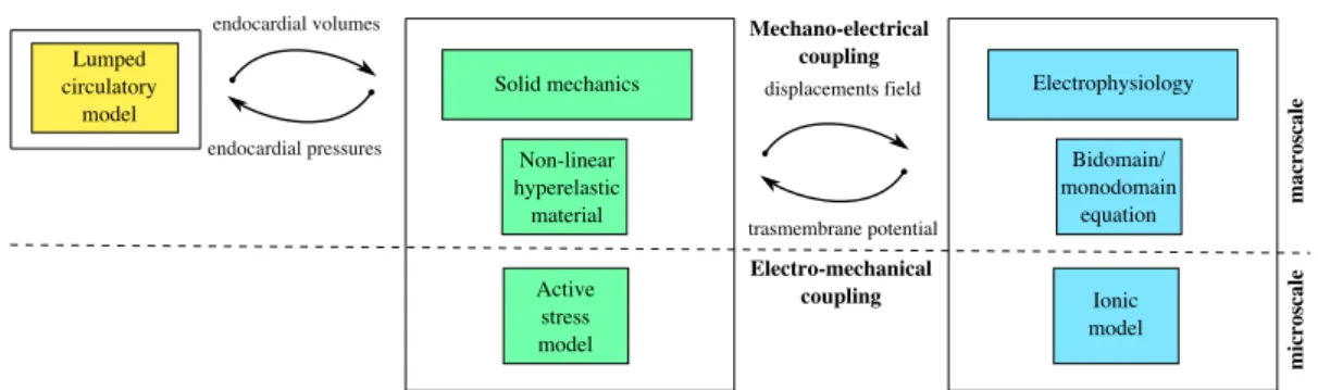 Figure 1.4. Coupling of electrophysiology, solid mechanics and lumped circulatory model.