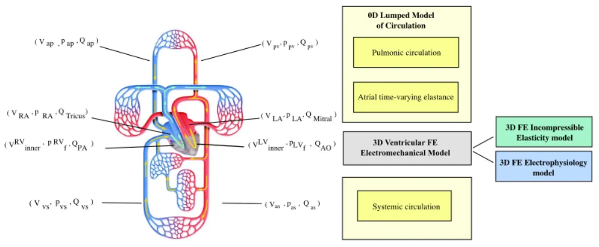 Figure 1.6. Schematic representation of the key anatomical features of the of the FE elec- elec-tromechanical biventricular model coupled with a LMC.