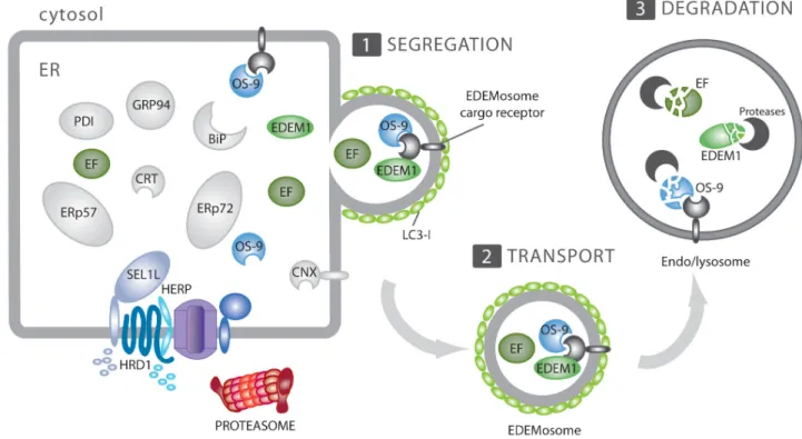 Figure 2. ERAD tuning. Many ERAD regulators are short-lived proteins at steady state. 
