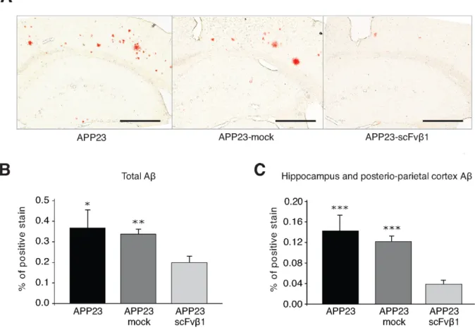Figure 5. scFvb1 decreases the accumulation Ab in vivo . (A) Representative congophilic stained sections of Ab plaques from brains of APP23, APP23-mock and APP23-scFvb1 reveal the reduction of the amyloid plaque number following therapy with C2C12-scFvb1 p