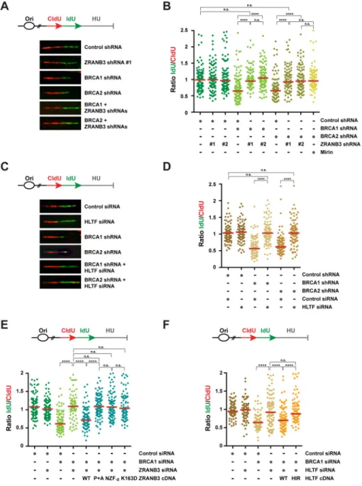 Figure 3. Measurement of nascent DNA degradation in BRCA1/2-deficient cells following  depletion of ZRANB3 or HLTF