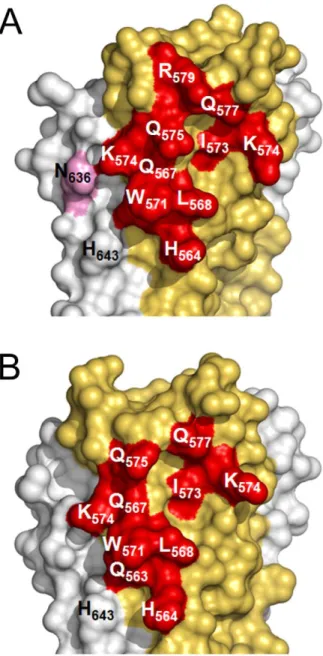 Figure 5. Surface representation of the HK20 and D5 footprints on 5-Helix. Interface area of HK20 (A) and of D5 (B)
