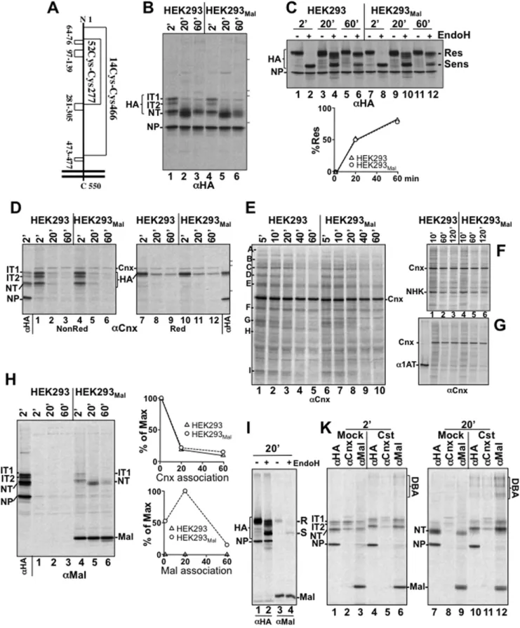 Figure 2. Consequences of Malectin overexpression on HA maturation. A Schematics showing the cysteine residues covalently linked in the native HA