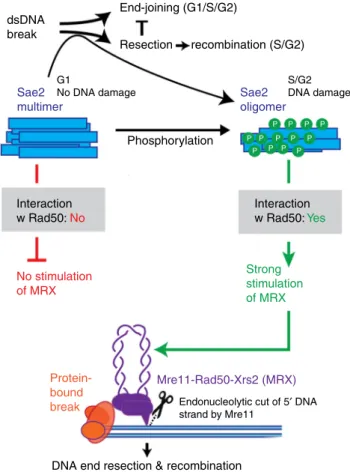 Fig. 7 The function of Sae2 phosphorylation in the control of DNA end resection. Phosphorylation allows the formation of a tetrameric Sae2 form, which is capable of promoting the nuclease activity of Mre11-Rad50-Xrs2 (MRX)