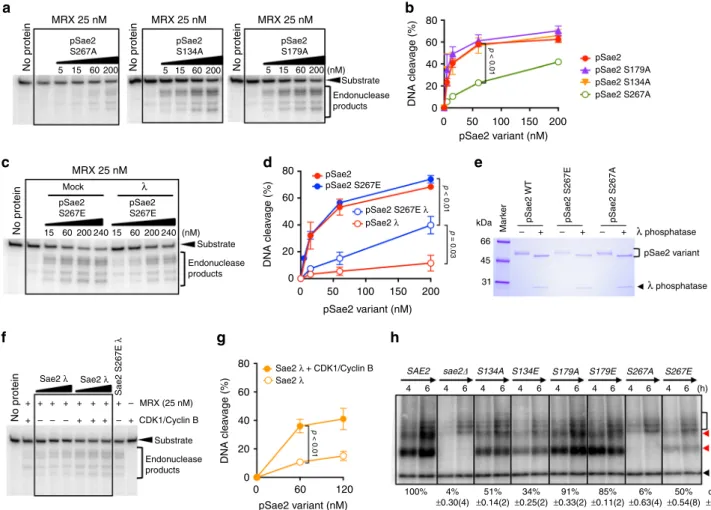 Fig. 3 CDK phosphorylation of Sae2 is prerequisite, but not suf ﬁ cient, to promote the MRX nuclease